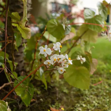 Anadia Penthouse Duplex By Rent-a-key Lägenhet Funchal (Madeira)