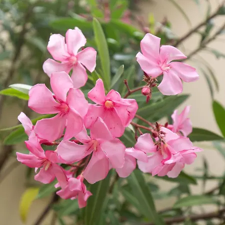 Anadia Penthouse Duplex Apartment Funchal (Madeira)