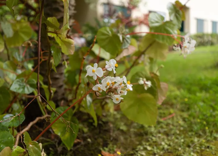 Anadia Penthouse Duplex By Rent-a-key Appartement Funchal (Madeira)