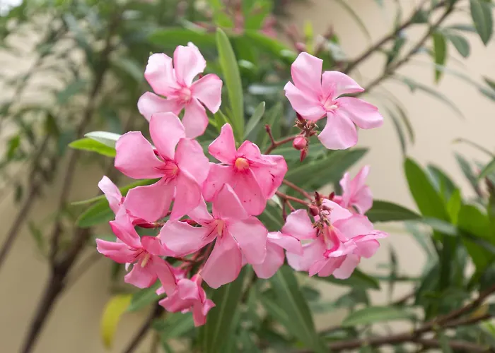 Anadia Penthouse Duplex By Rent-a-key Appartement Funchal (Madeira)