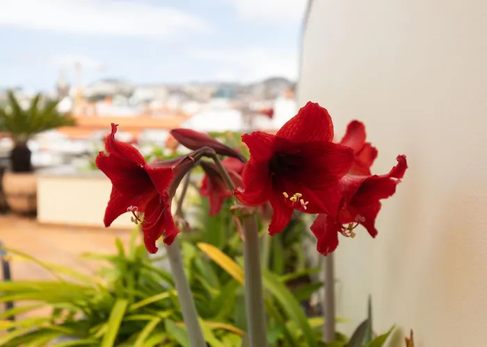 Anadia Penthouse Duplex By Rent-a-key Funchal (Madeira)
