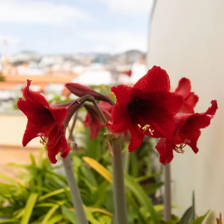 Anadia Penthouse Duplex フンシャル